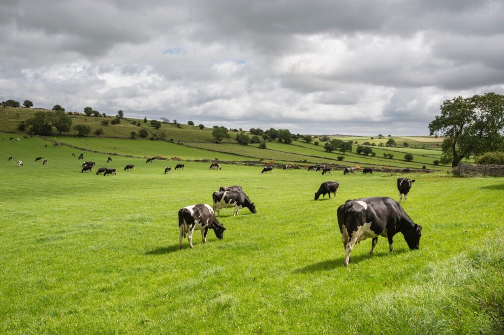 Dairy cows graizing